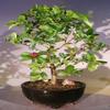 Bonsai Boy's Flowering Dwarf Weeping Barbados Cherry Bonsai Tree - Large malpighia Pendiculata view 1