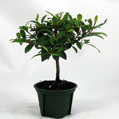 Australian Brush Cherry Shohin Starter Bonsai - Eugenia