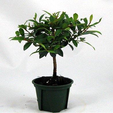 Australian Brush Cherry Shohin Starter Bonsai - Eugenia