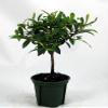 Australian Brush Cherry Shohin Starter Bonsai - Eugenia view 1