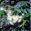Australian Brush Cherry Shohin Starter Bonsai - Eugenia view 2