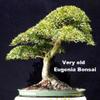 Australian Brush Cherry Shohin Starter Bonsai - Eugenia view 3