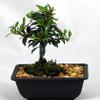 Australian Brush Cherry Shohin Starter Bonsai - Eugenia view 4