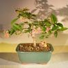 Bonsai Boy's Flowering Dwarf Weeping Barbados Cherry Bonsai Tree Malpighia Pendiculata view 1