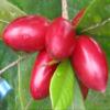 Fresh Miracle Fruit Berries - Turns Sour to Sweet - 15 Fruit view 4