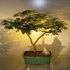Bonsai Boy's Flowering Brazilian Raintree Bonsai Tree pithecellobium tortum view 1
