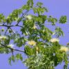 Bonsai Boy's Flowering Brazilian Raintree Bonsai Tree pithecellobium tortum view 2