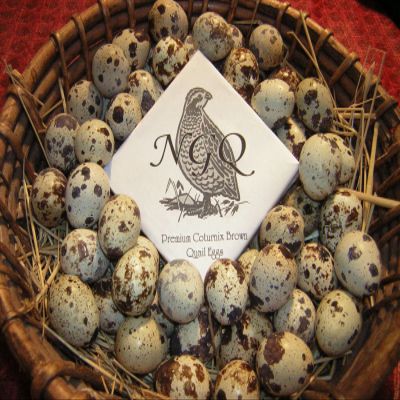 Daily Bread Homestead 30 Fertile Coturnix Quail Hatching Eggs
