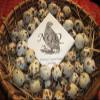 Daily Bread Homestead 30 Fertile Coturnix Quail Hatching Eggs view 1