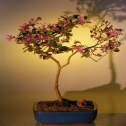 Bonsai Boy's Flowering Chinese Fringe Bonsai Tree loropetalum chinensis