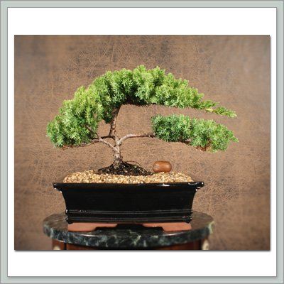 Juniper Bonsai Gift Tree I