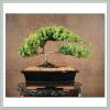 Juniper Bonsai Gift Tree I view 1