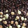 Dilettante Espresso Blend Espresso Beans In Semisweet, Milk and White Chocolate, 5 Pound view 3