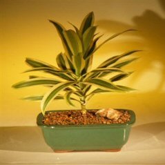 Bonsai Boy's Song of India Bonsai Tree dracena reflexa