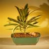 Bonsai Boy's Song of India Bonsai Tree dracena reflexa view 1
