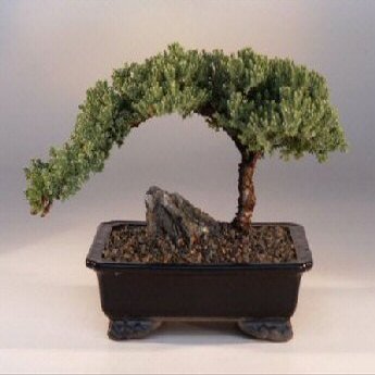 Bonsai Boy's ON THIS TREE Juniper Bonsai Tree - Large Juniper Procumbens nana