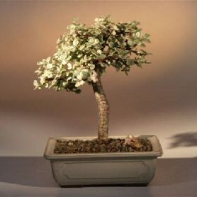 Bonsai Boy's ON THIS TREE Baby Jade Medium Bonsai Tree - Variegated portulacaria afra variegata