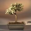 Bonsai Boy's ON THIS TREE Baby Jade Medium Bonsai Tree - Variegated portulacaria afra variegata view 1