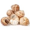 Cavair Line Escargot Snails Empty Giant Shells - 24 pcs - Extra Large Escargot Shells  Premium Quality - Imported from France view 1