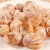 Cavair Line Escargot Snails Empty Giant Shells - 24 pcs - Extra Large Escargot Shells  Premium Quality - Imported from France view 2