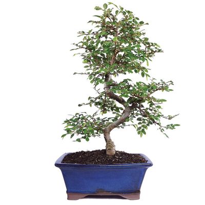 Brussel's Live Chinese Elm Outdoor Bonsai Tree - 15 Years Old; 14" to 18" Tall with Decorative Container
