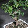Brussel's Live Chinese Elm Outdoor Bonsai Tree - 15 Years Old; 14" to 18" Tall with Decorative Container view 2