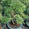 Brussel's Live Chinese Elm Outdoor Bonsai Tree - 15 Years Old; 14" to 18" Tall with Decorative Container view 3