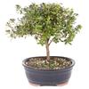 Brussel's Bonsai Live Satsuki Azalea Bonsai, Outdoor, Live Flowering Bonsai Tree - Medium, 6 Years Old, 8 to 10 inches Tall - Ceramic Bonsai Pot view 1