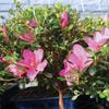 Brussel's Bonsai Live Satsuki Azalea Bonsai, Outdoor, Live Flowering Bonsai Tree - Medium, 6 Years Old, 8 to 10 inches Tall - Ceramic Bonsai Pot view 4