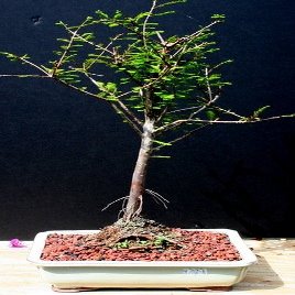 Bald Cypress Bonsai Tree by Sheryls Shop