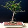 Bald Cypress Bonsai Tree by Sheryls Shop view 1
