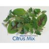 Fresh Origins Micro Greens - Citrus Mix - 4 x 4 oz | Gourmet Citrus-Flavored Herbs for Chefs view 2