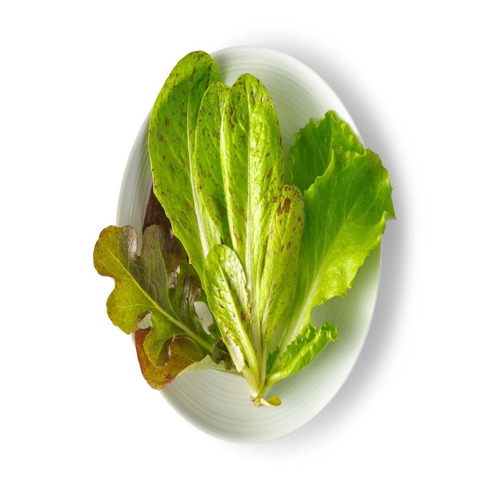 Minicrown Lettuce Mix - 4 Count of 3 oz Each, 12 oz Total, Gourmet Blend of Lollo Rosa, Tom Thumb, Freckles, Spreckles, and Radicchio