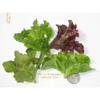 Minicrown Lettuce Mix - 4 Count of 3 oz Each, 12 oz Total, Gourmet Blend of Lollo Rosa, Tom Thumb, Freckles, Spreckles, and Radicchio view 2