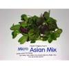 Fresh Origins Micro Greens Asian Mix - Gourmet Blend of Mitsuba, Mizuna, Pak Choy, Ao Shiso, Aka Shiso, Shungiku & Tatsoi - 4 Packs of 4 oz Each - Fresh, Vibrant, and Versatile for Gourmet Dishes view 2