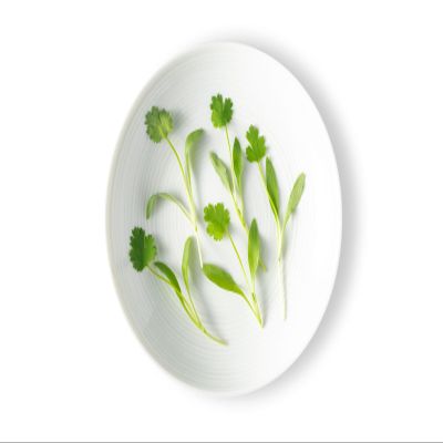 Fresh Origins Micro Greens - Intense Cilantro Flavor - 4 x 4 oz - Bulk Cilantro Herb for Chefs and Culinary Lovers