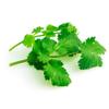 Fresh Origins Micro Greens - Intense Cilantro Flavor - 4 x 4 oz - Bulk Cilantro Herb for Chefs and Culinary Lovers view 2