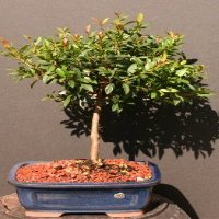 Brush Cherry Bonsai
