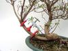 Bonsai Vise view 3