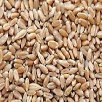 Hard Red Wheat - 1 Lbs - Excellent For Growing Wheatgrass to Juice, Food Storage, Grinding to Make Flour & Bread, Grain, Ornamental Wheat Grass, and Sprouting Seed