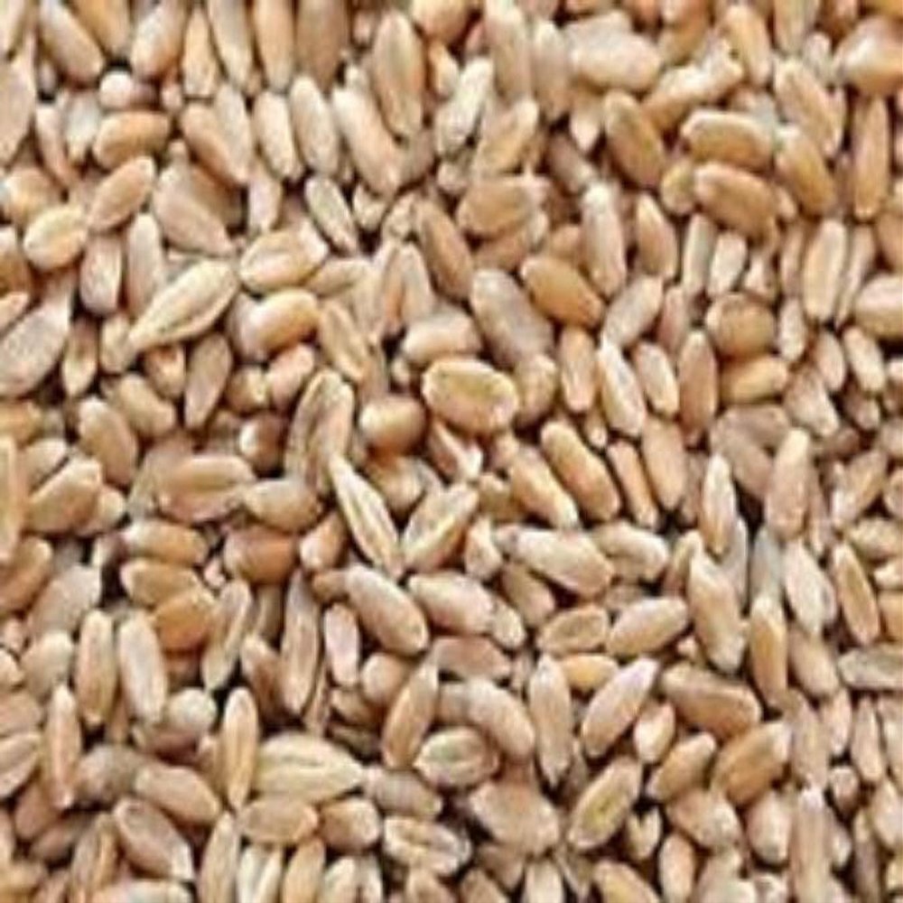 Hard Red Wheat - 1 Lbs - Excellent For Growing Wheatgrass to Juice, Food Storage, Grinding to Make Flour & Bread, Grain, Ornamental Wheat Grass, and Sprouting Seed