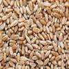 Hard Red Wheat - 1 Lbs - Excellent For Growing Wheatgrass to Juice, Food Storage, Grinding to Make Flour & Bread, Grain, Ornamental Wheat Grass, and Sprouting Seed view 1