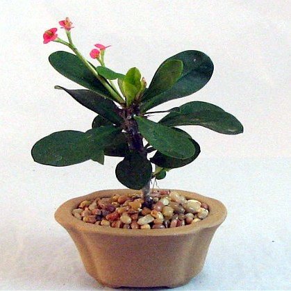 Red Crown of Thorns Shohin Bonsai Tree - Euphorbia - Easter Plant