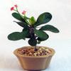 Red Crown of Thorns Shohin Bonsai Tree - Euphorbia - Easter Plant view 1