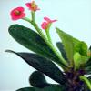 Red Crown of Thorns Shohin Bonsai Tree - Euphorbia - Easter Plant view 2
