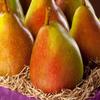 8lb Colossal Comice Pear Fruit Box view 2