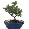 Miniature Japanese Juniper Bonsai Tree - Ceramic Bonsai Pot view 1