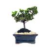 Miniature Japanese Juniper Bonsai Tree - Ceramic Bonsai Pot view 2
