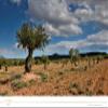 Torres El Silencio 100 Percent Arbequina Extra Virgin Olive Oil, Harvested and Processed in Spain (500 ml) view 2