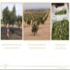 Torres El Silencio 100 Percent Arbequina Extra Virgin Olive Oil, Harvested and Processed in Spain (500 ml) view 3